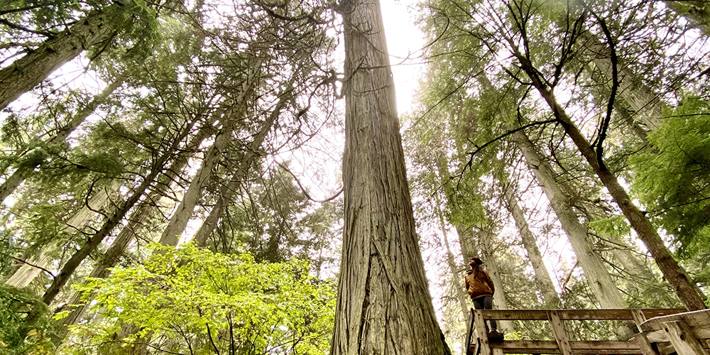 Sarah in BC old growth forest
