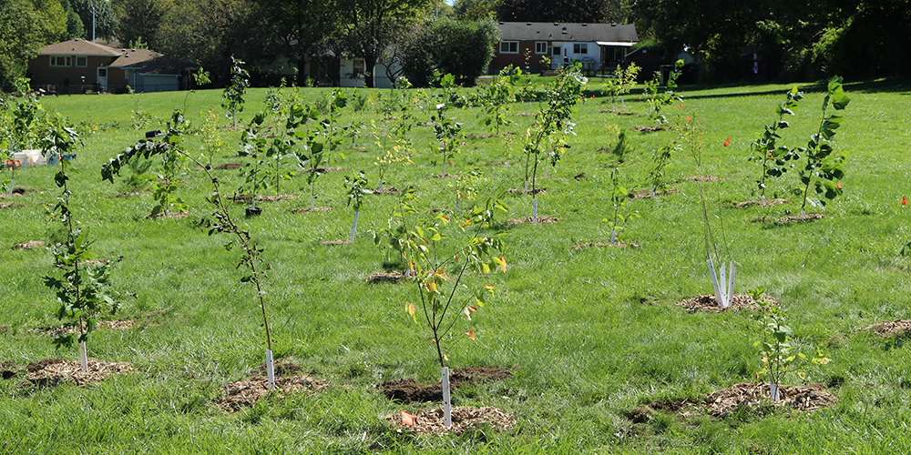 Trees planted at Arthur Ford Park