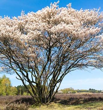 serviceberry
