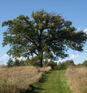 Bur Oak Tree
