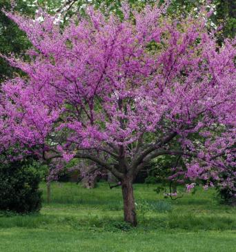 Eastern Redbud Tree