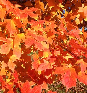 Sugar Maple tree