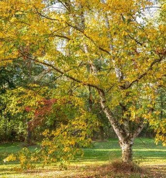 yellow birch