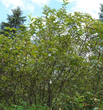 pussy willow