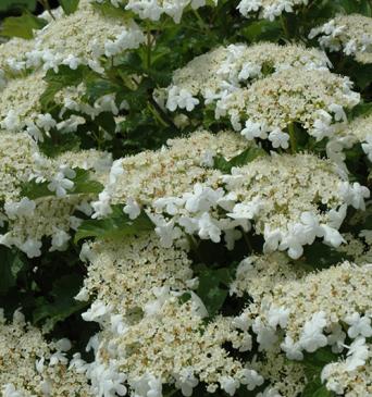 Highbush Cranberry