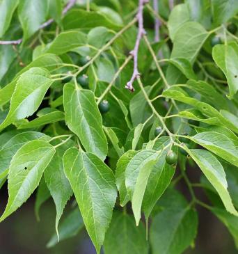 Hackberry