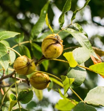 Bitternut Hickory