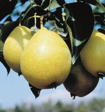 Early Gold Pear