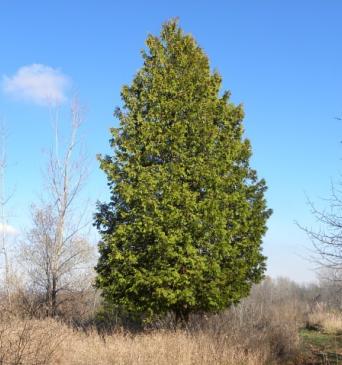 White Cedar