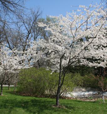 American Plum