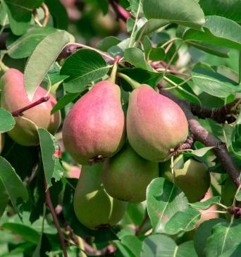 Flemish Beauty Pear