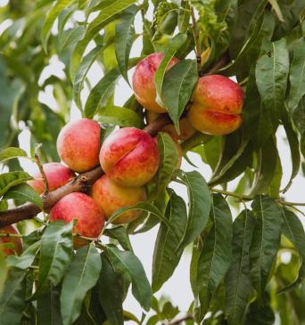 Harovin Nova Nectarine