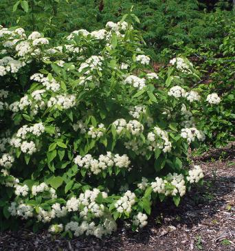 Northern Wild Raisin